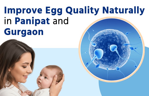 Improve Egg Quality Naturally in Panipat and Gurgaon