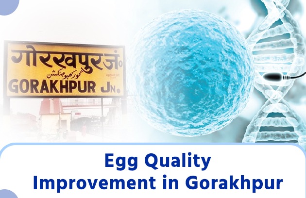 Egg Quality Improvement in Gorakhpur